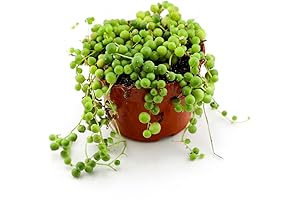 Variegated String of Pearls Live Succulent Plant