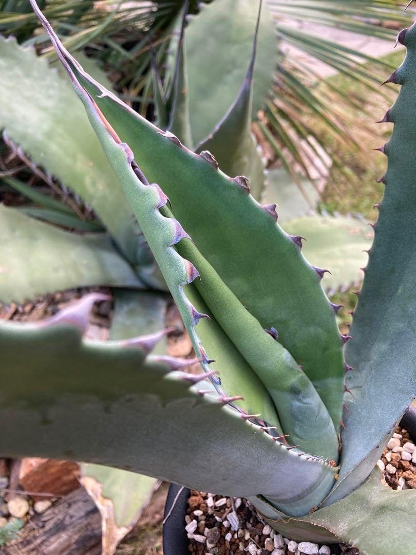 アガベ　アトロビレンス　ミラビリス　赤棘 アガベ アトロビレンス ミラビリス 赤棘 アガベ アトロビレンス
