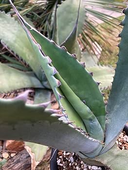 耐寒性アガベ 鬼棘ミラビリス大苗◇南国ドライガーデン多肉サボテン　ユッカ　ヤシ 耐寒性アガベ 鬼棘ミラビリス大株◇南国ドライガーデン多肉