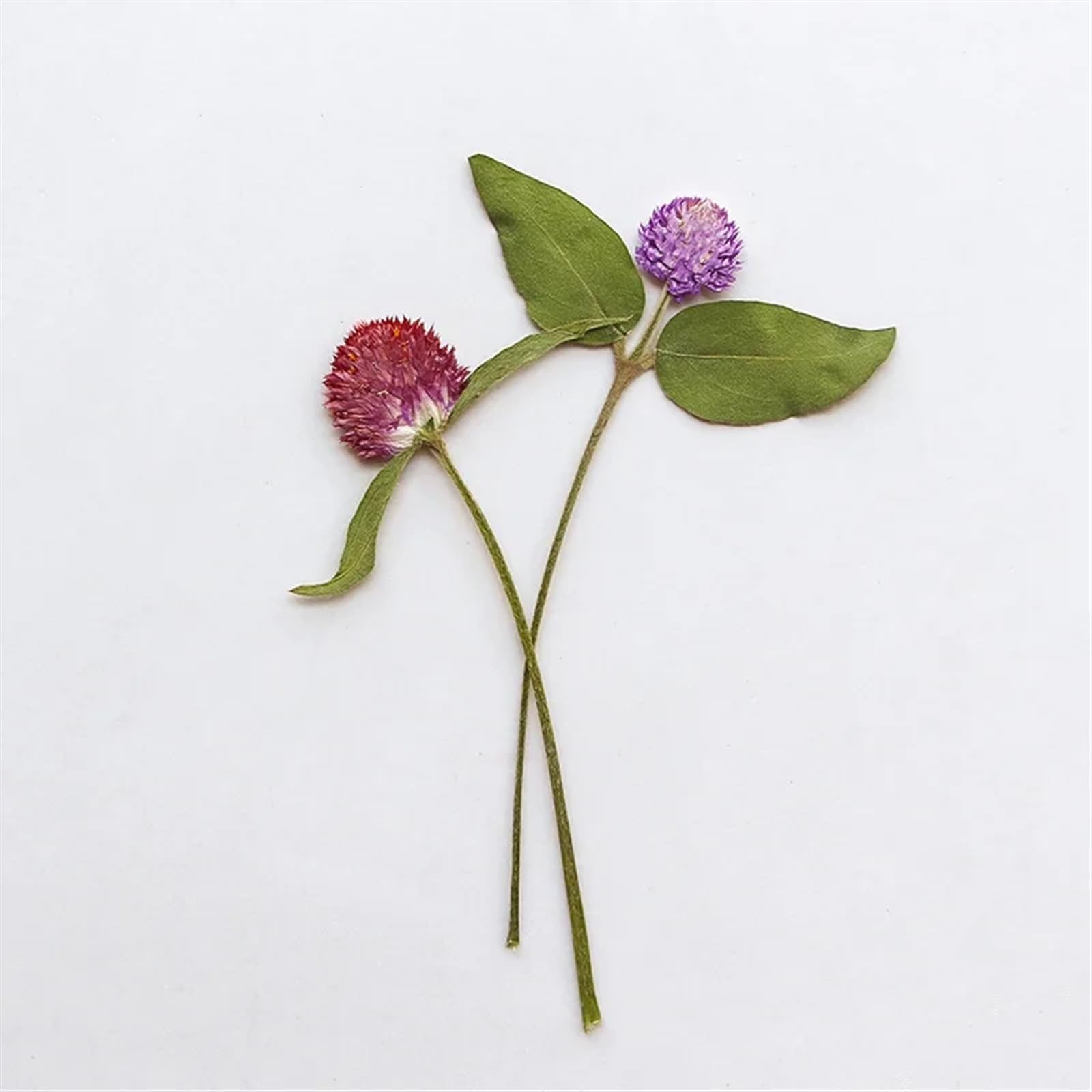 Trockenblumen 120 Stück gepresste, getrocknete Gomphrena Globosa-Blume, Herbarbelege for Epoxidschmuck, Karten, Lesezeichen, Rahmen, Telefonhülle, Gesicht, Make-up, Lampe(Red)