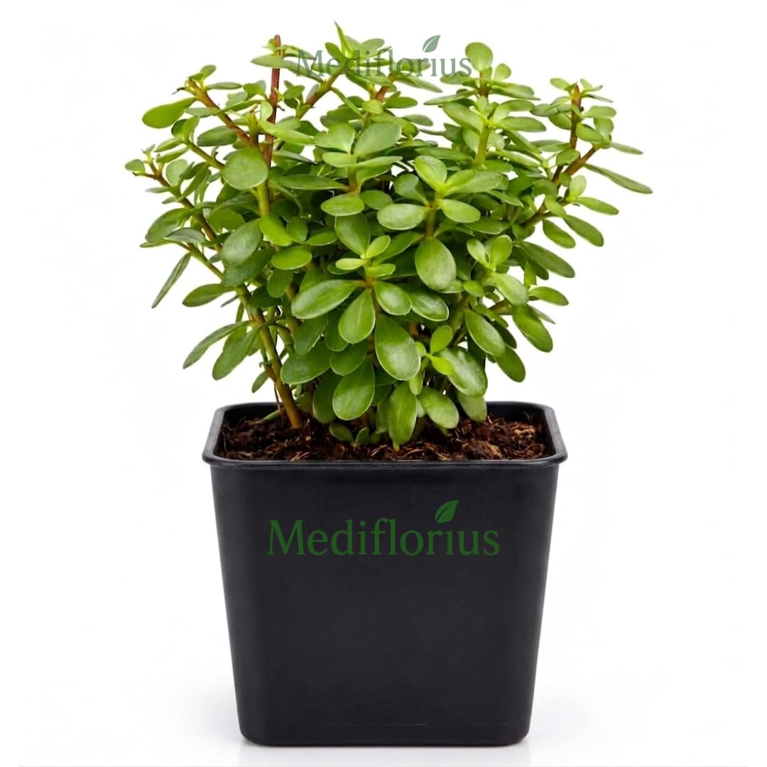 Live Jade Plant with Pot | Good Luck Feng Shui Money Plant Succulent | Indoor Outdoor Low Maintenance Natural Green Plant for Home Decor Living Room Office Desk Table | Pack of 1