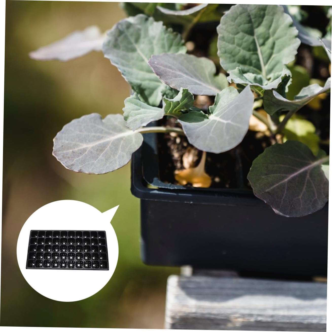 Toddmomy 10 Pièces Plaques de Germination de Plantes Plateaux de Semis Alvéoles pour Fleurs Semences Bac de Démarrage Réutilisable pour Jardinage