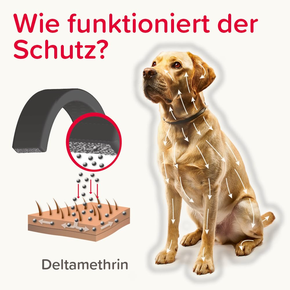 BEAPHAR - Canishield Halsband Fr Groe Hunde - Anhaltenden Schutz Gegen  Flhe, Zecken Und Sandmcken Fr Bis Zu 6 Monate - 1 Stck : Amazon.de:  Haustier
