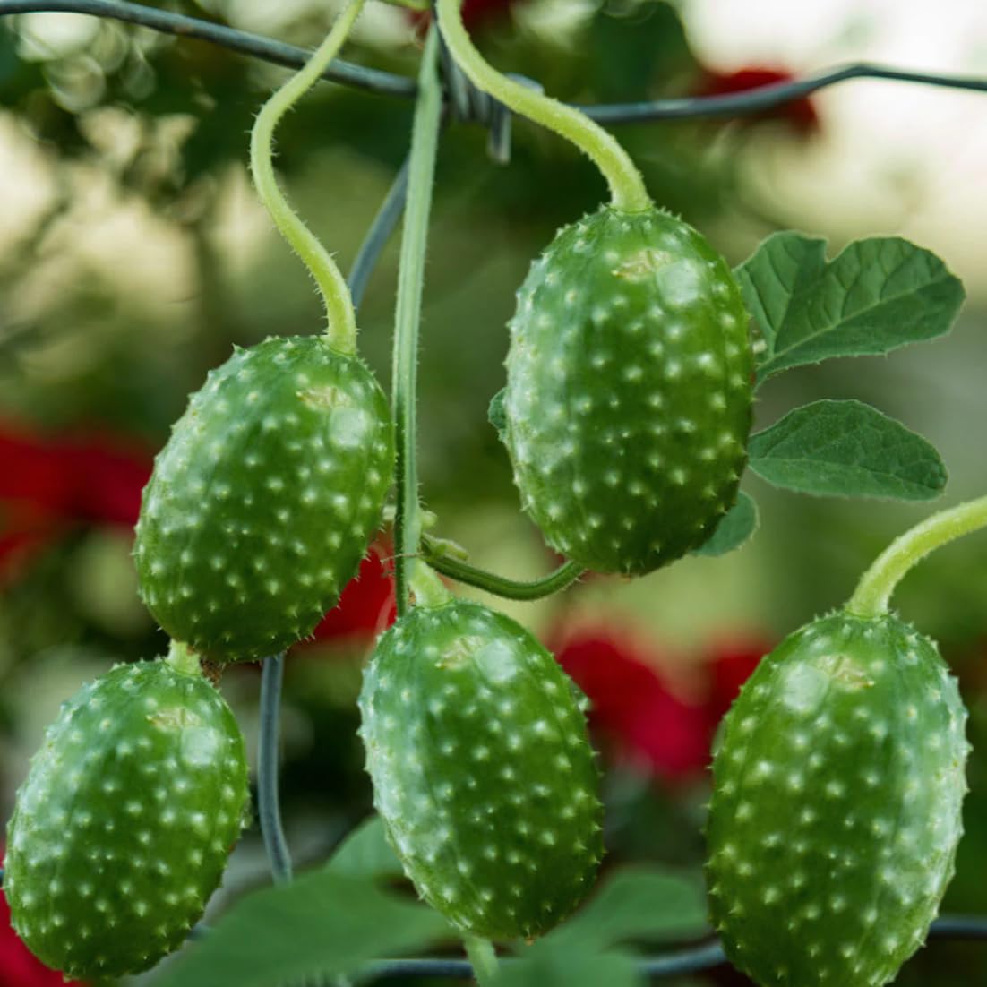 Amazon.com : TomorrowSeeds - West Indian Gherkin Cucumber Seeds