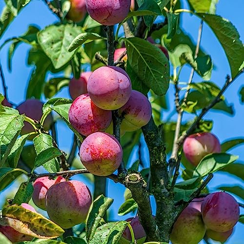 semillas de ciruelo - exóticas resistente decorativas fresca aire libre 100pcs