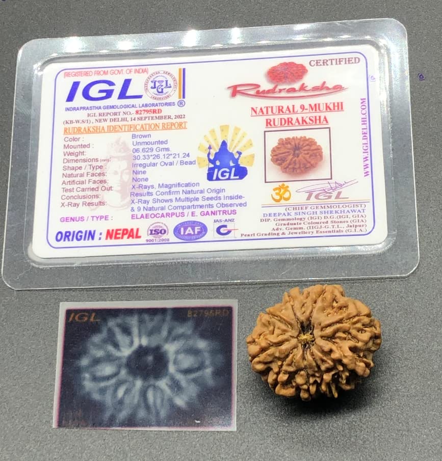 Rudraksha 9 Mukhi Népal perle rare 30,33 mm déesse Durga authentique