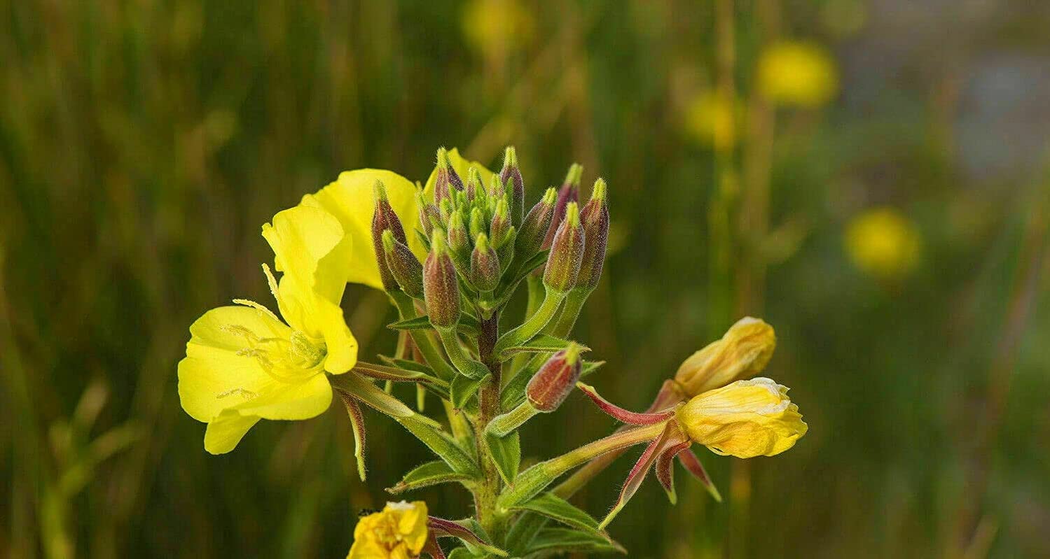 1000 Evening Primrose Flower Seeds - Opens Right Before Your Eyes Oenothera biennis