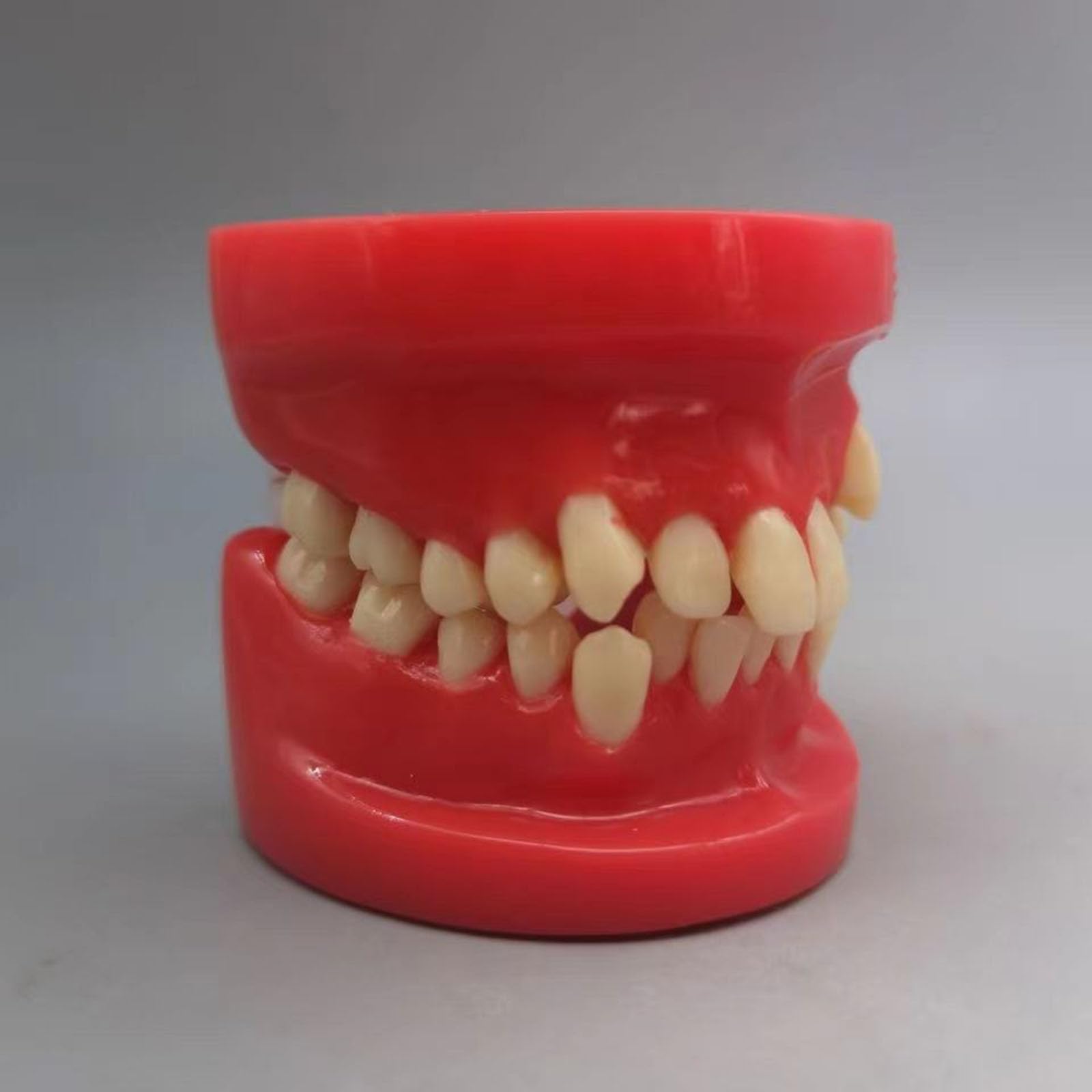 Kieferorthopädisches Demonstrationsmodell - Typodonten Kieferorthopädisches Demonstrationsmodell - Ideal für Bildungs- und Ausbildungszwecke,A,8cm