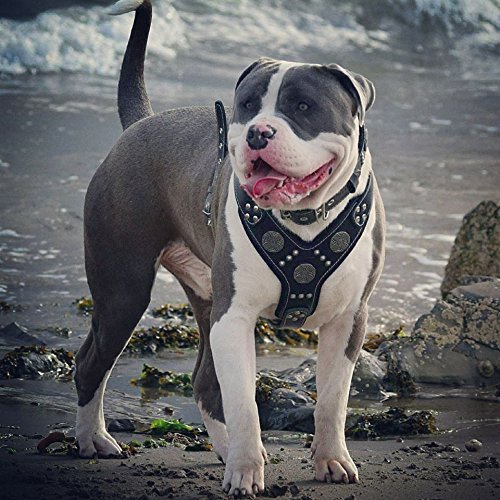 Bestia Maximus Silver Big Dog Leather Harness #TOP3