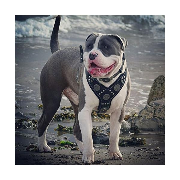 Bestia Maximus Silver Big Dog Leather Harness Bestia Maximus Silver Big Dog Leather Harness