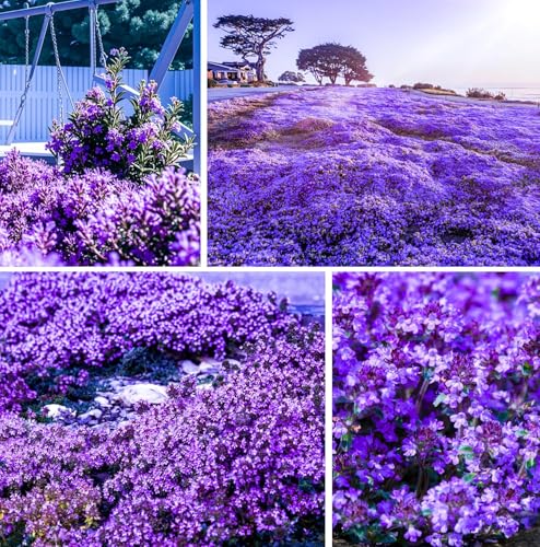 20000+Creeping Thyme Seeds for Planting Outdoor-Heirloom Thymus Serpyllum Ground Cover Plants Plant in Your Home Garden