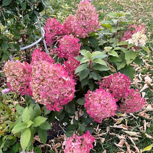 hortensien blumensamen mehrjährig winterhart, blumendeko kräuterpflanzen, blumensaat exotische zimmerpflanzen garten wiesensaatgut wildblumensamen 200samen hortensien blumensamen mehrjährig winterhart, blumendeko kräuterpflanzen, blumensaat exotische zimmerpflanzen garten wiesensaatgut wildblumensamen 200samen