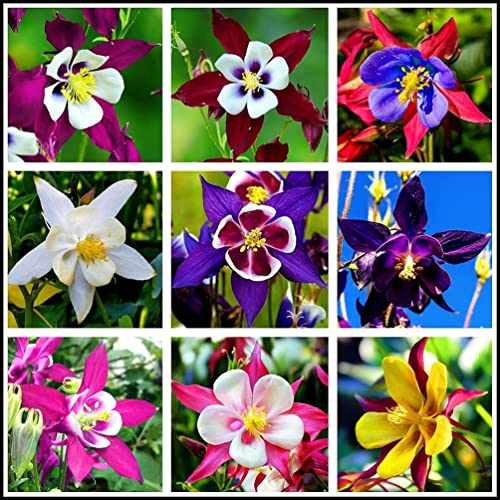 100 Pcs Columbine Mckana Seeds Giants Perennial Plant in Your Garden