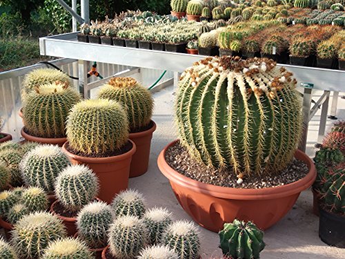 Cactus piante grasse echinocactus grusonii