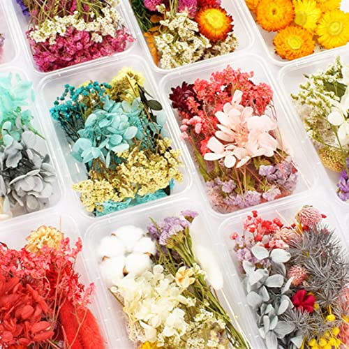 Best Sellers The most popular items in Dried Flowers