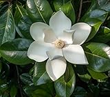 Immergrüne Magnolie 'Galissoniere' (Magnolia grandiflora), 40-80cm im 3,5L-Topf