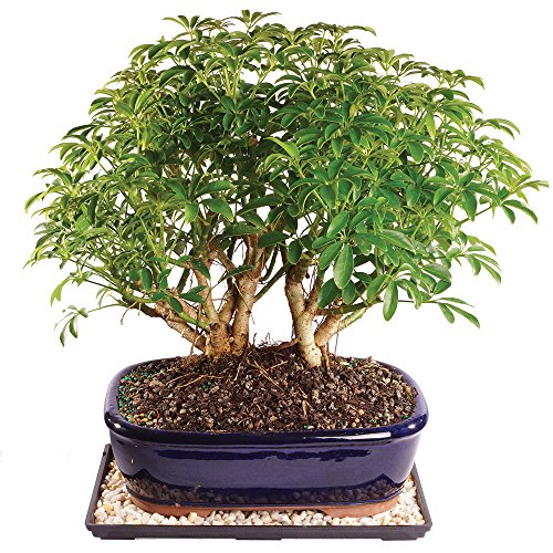 Best Dwarf Bonsai Tree Where to Buy?