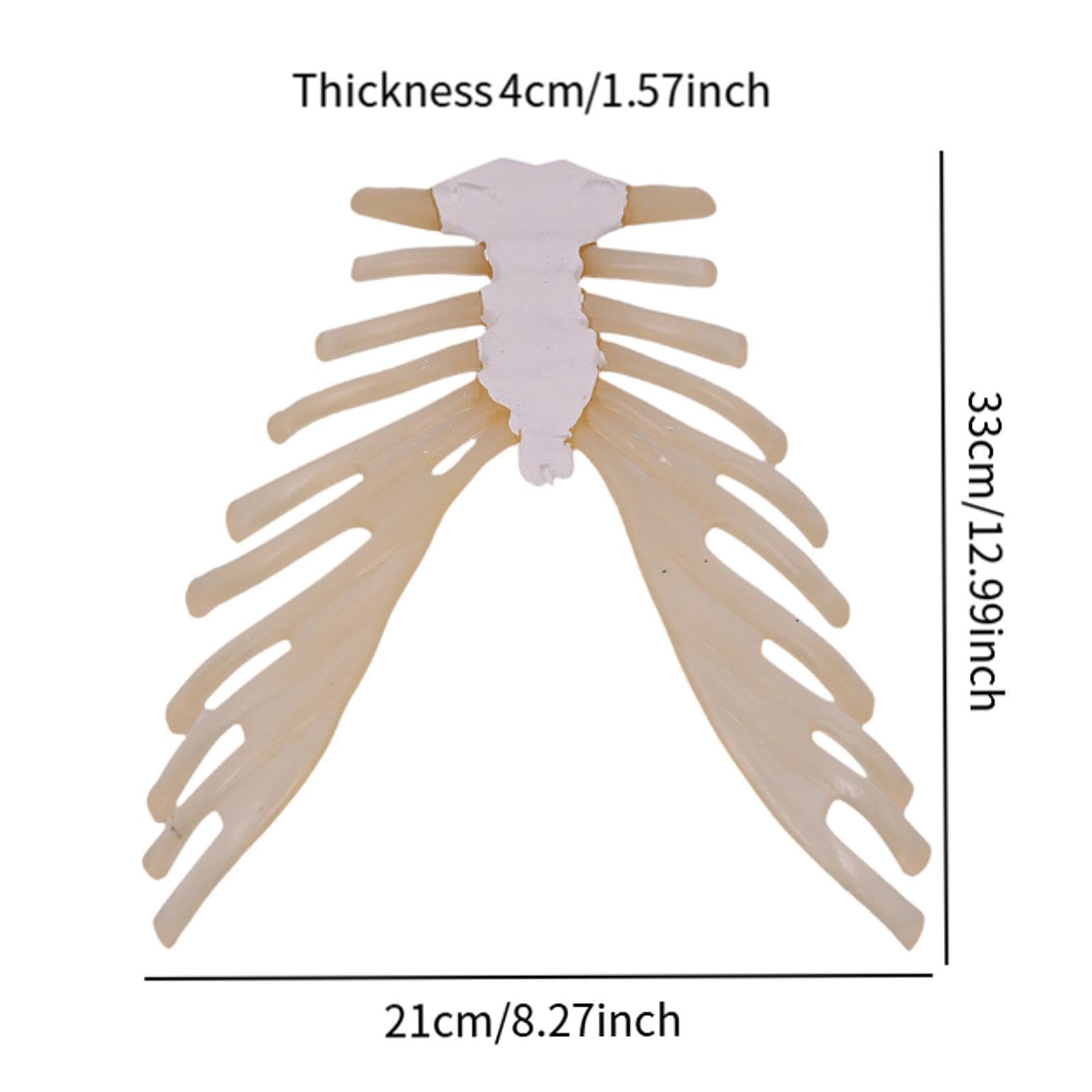 DYNWAVE Sternum Bone Skeleton Model Teaching Supply Science Learning Experiment Classroom Teaching Educational Tool for Gift Children