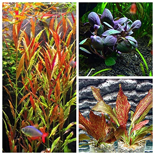 8 Best Plants For Shrimp Tank Reviewed Aqua Movement