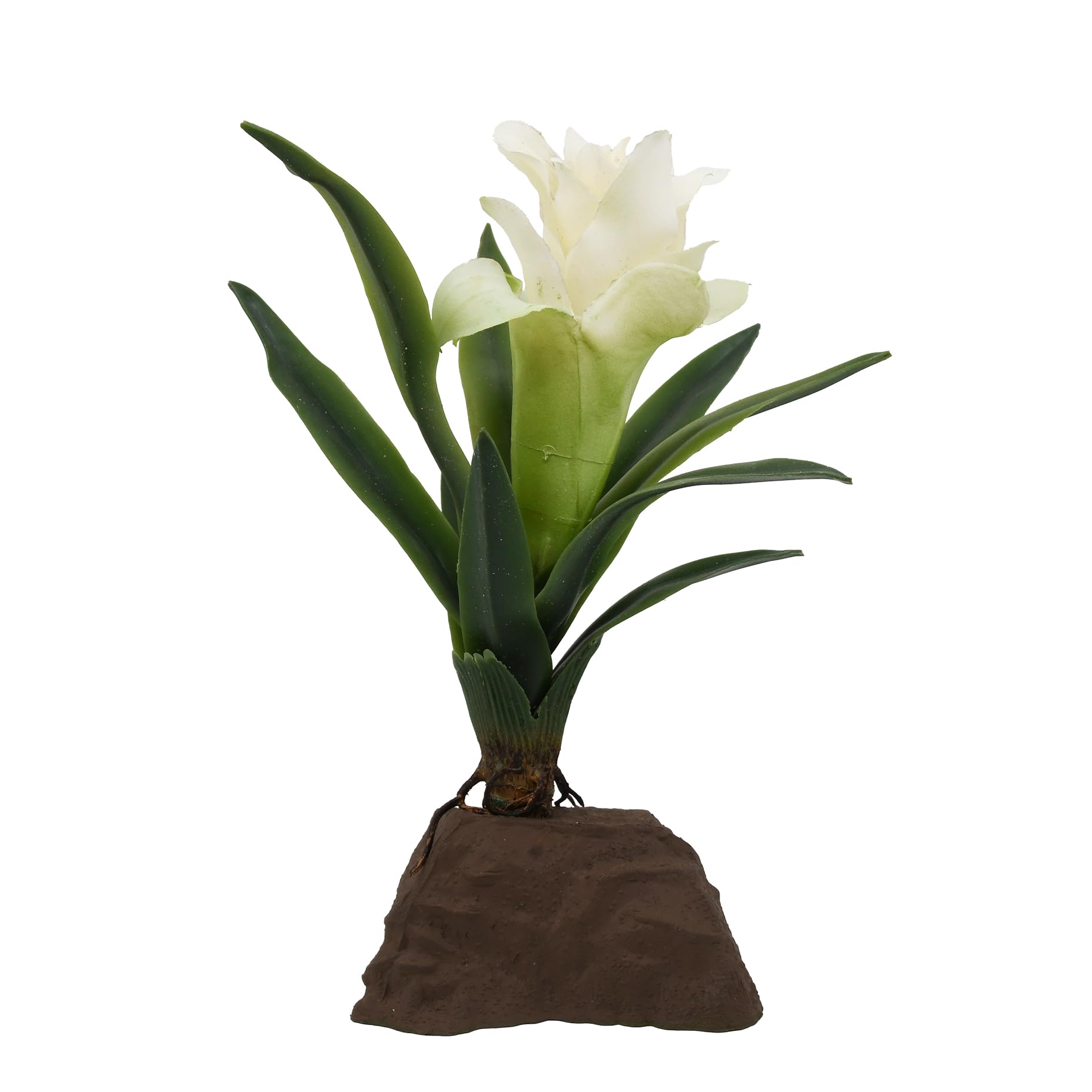 Lucky Reptile Bromeliad Small White