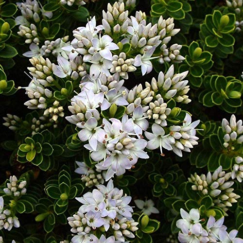 Hebe 'Vernicosa' ist ein immergrüner, blühender Gartenstrauch mit...