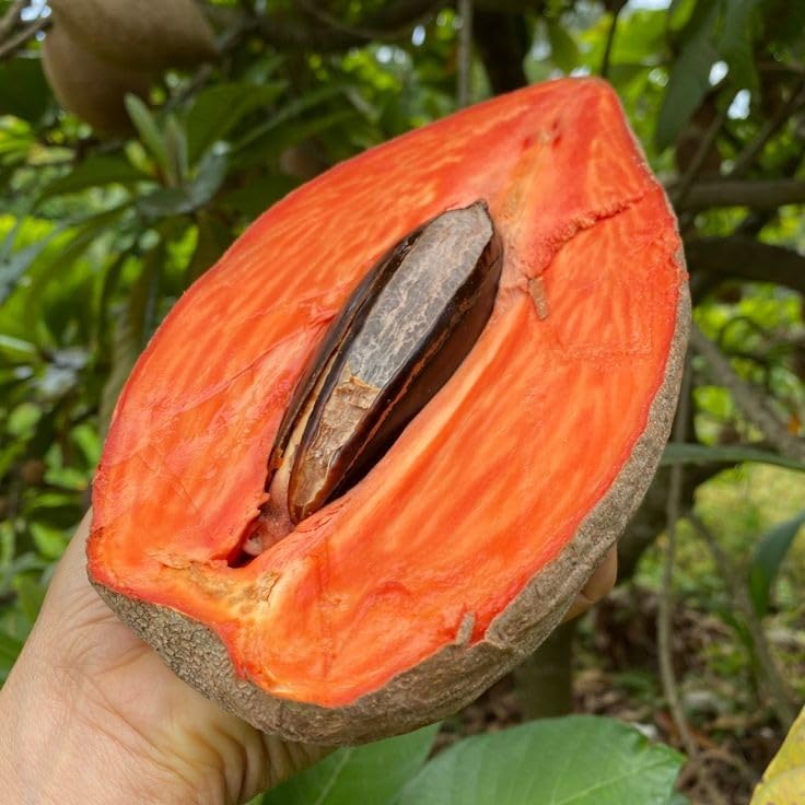 Image of Thai Sapota Chiku Live Fruit Plant | Grafted Dwarf Variety of Zapote Chico | Manilkara Zapota Tree for Home Garden | High Yield, Sweet Fruit | Easy Grow | Live Plant for Backyard - Pack of 1