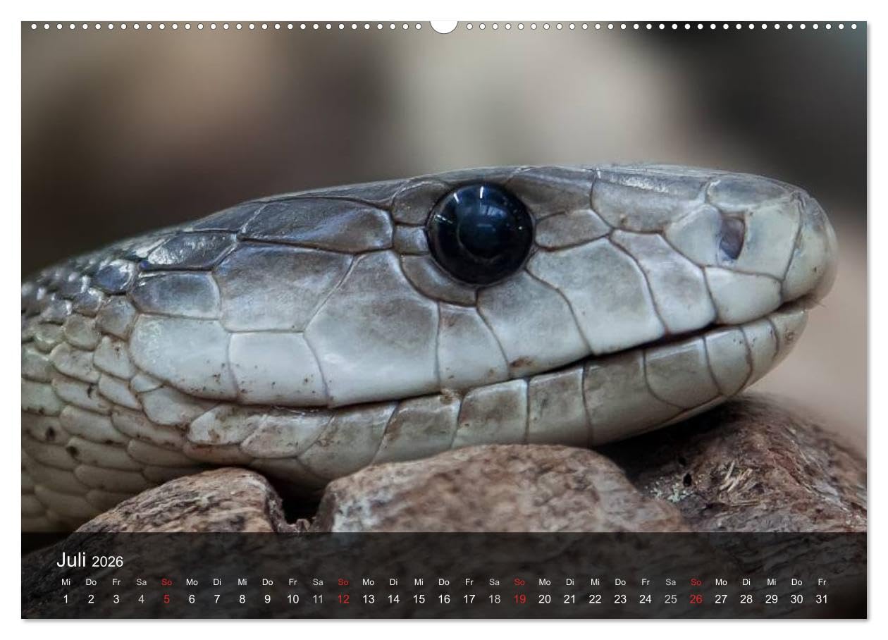 Giftschlangen (hochwertiger Premium Wandkalender 2026 DIN A2 quer), Kunstdruck in Hochglanz: Die Familie der Vipern, Ottern und Giftnattern (CALVENDO Tiere)