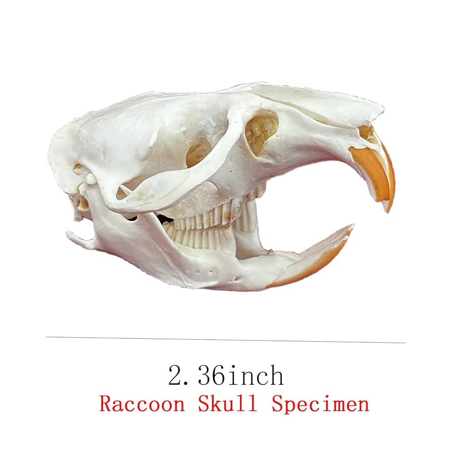 Amazon.co.jp: 本物の動物の頭蓋骨標本剥製用品 アート 獣医教育