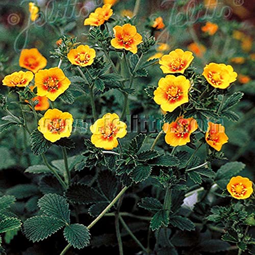 Outsidepride Perennial Potentilla Orange Starlit Himalayan Cinquefoil Garden Flower Plant Seeds - 250 Seeds #TOP6