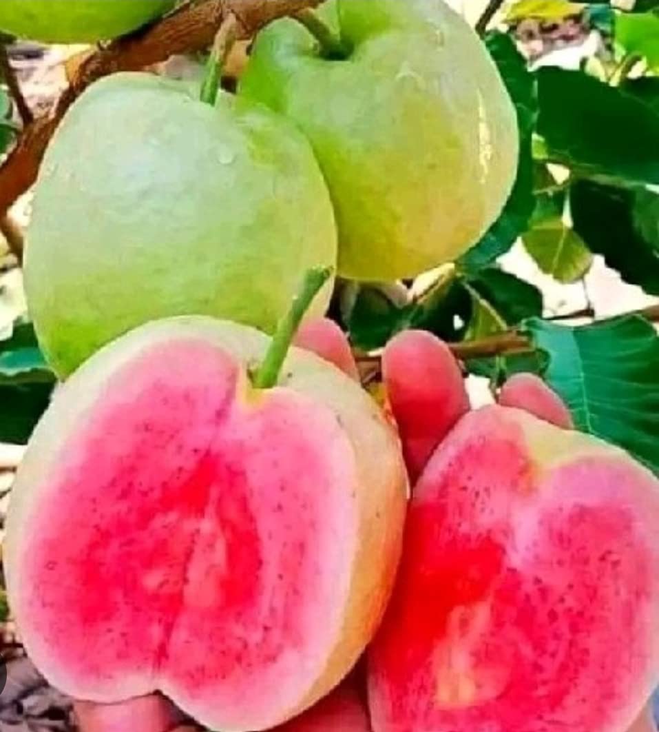 Chakla Grafted Special Red Diamond Guava (seed Less) Plant, Pack Of 1 Healthy Plant, Plant Hight 1.5-2" (B0C71J1CVD) Amazon Price History, Amazon Price Tracker