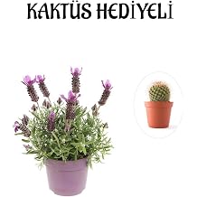 Serada Decor & Plant Mis Kokulu Mor Lavanta Fidan , Kakt s Hediyeli