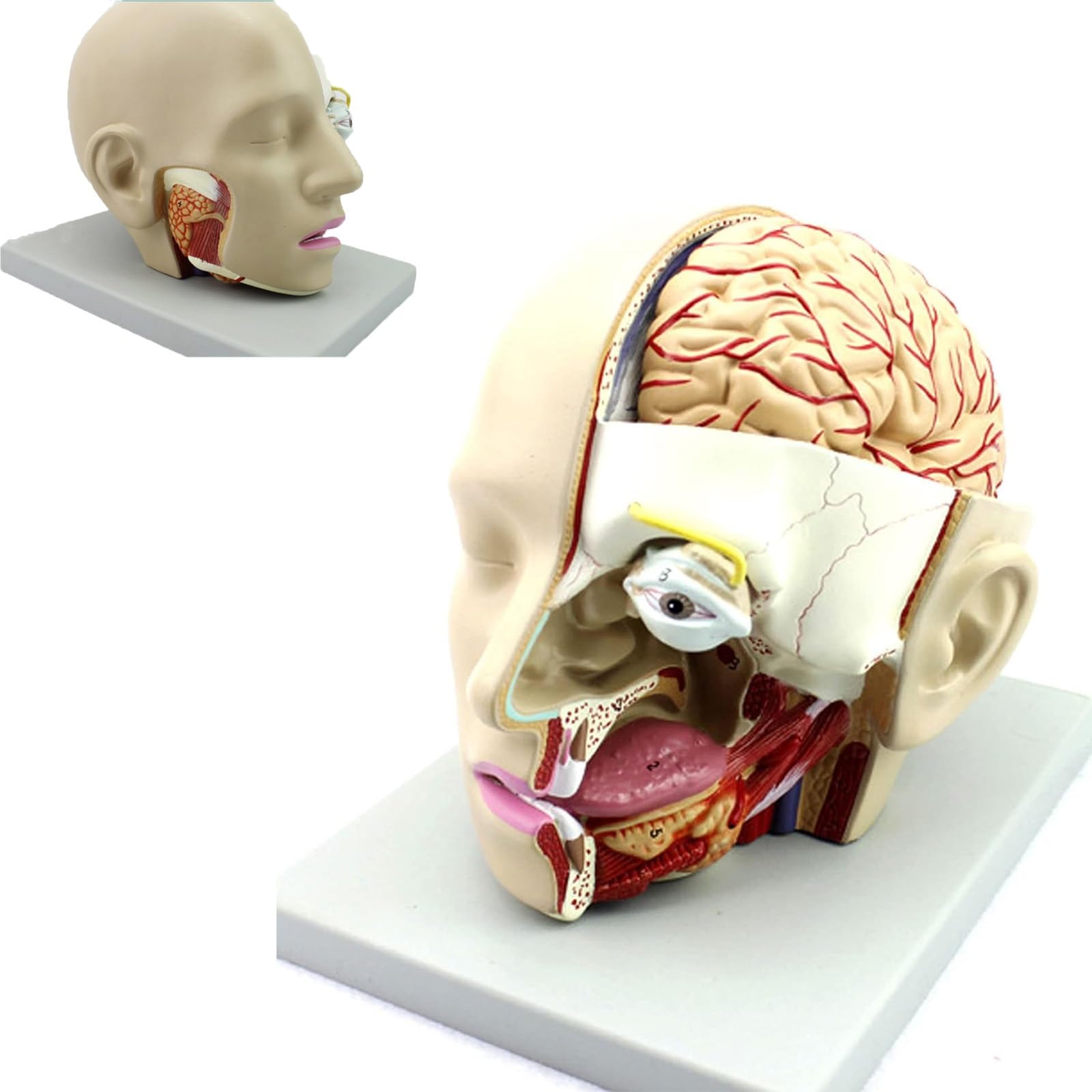 Modelo de anatomía de la cabeza y sección transversal del cerebro con arteria cerebral