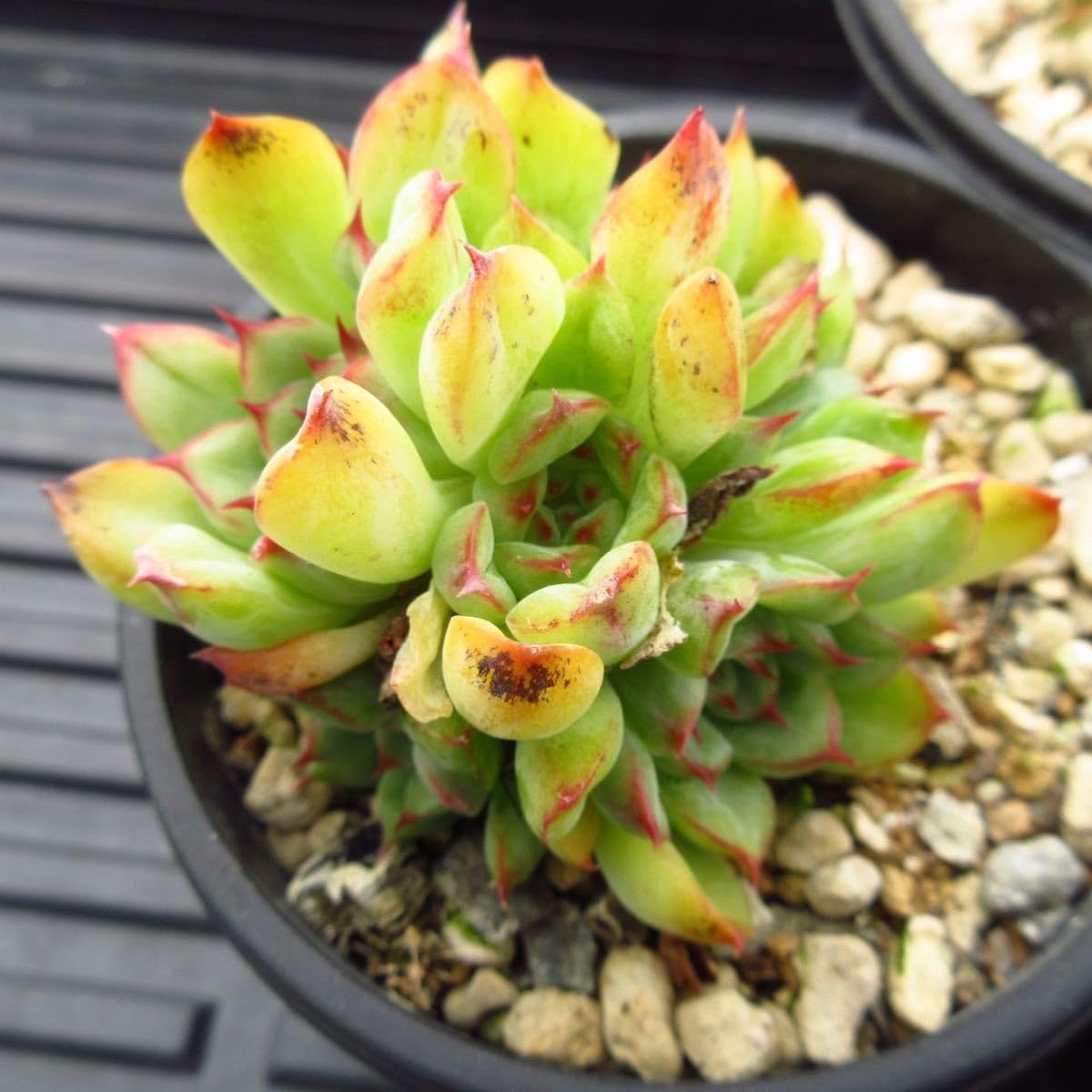 Amazon.co.jp: !!多肉植物 マルシェル3点セット 韓国苗 美苗 Amazon.co.jp: !!多肉植物 マルシェル3点セット 韓国苗 美苗