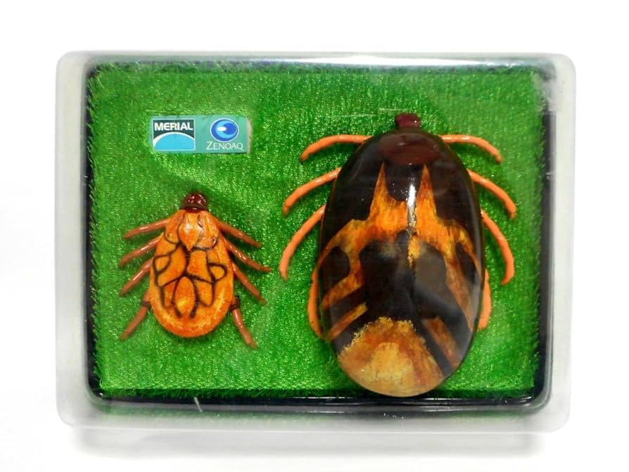 カーニバル、昆虫標本2 カーニバル、昆虫標本2 カーニバル、昆虫標本2 Amazon.co.jp