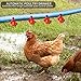 sansheng 24Pack Chicken Waterer Cups,Poultry Water Cups,Automatic Poultry Waterer for DIY Poultry Quail Duck Chicken Bird Drinker
