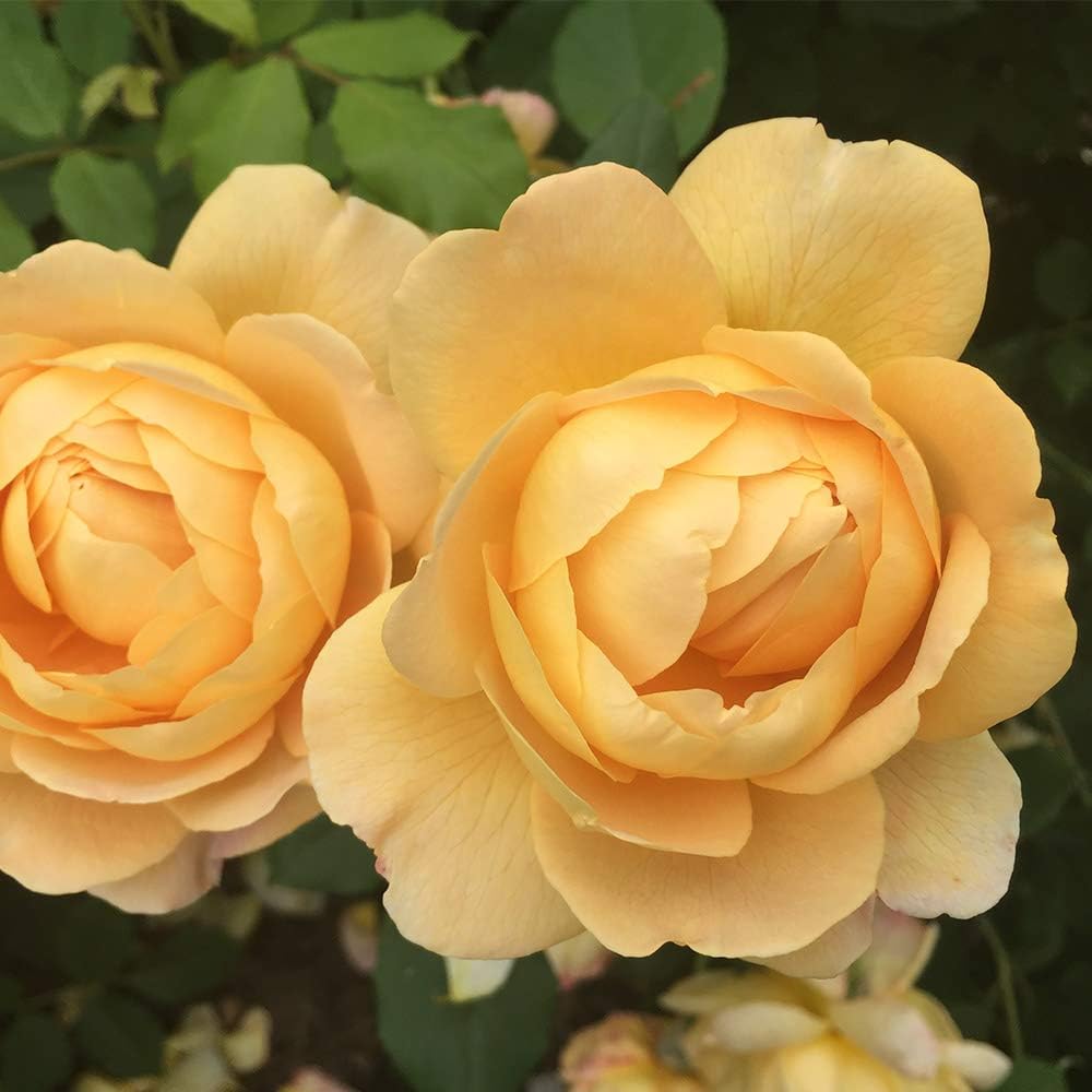 Heirloom English Shrub Roses, Live Own Root Plant for Outdoor Garden, Golden Celebration®, Very Fragrant, Hardiness Zones: 5-10, Repeat Blooming