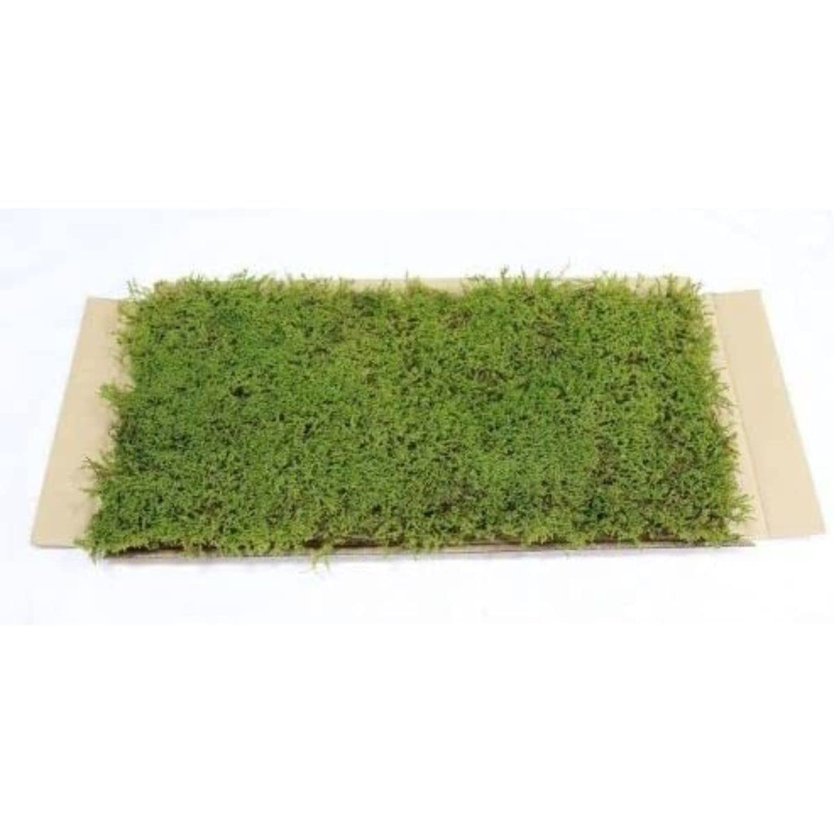 Amazon｜生きてる乾燥苔 ハイゴケ 28×58cm 苔玉 こけシート コケマット