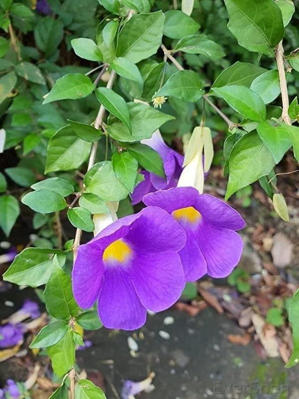 See full amazon price history chart for EverSneh Rare Hybrid Purple Flower Thunbergia Grandiflora Plants (Pack of 1) - Live Plant Bel Plant With Black Plastic Pot 4 Inch Size EverSneh Rare Hybrid Purple Flower Thunbergia Grandiflora Plants (Pack of 1) - Live Plant Bel Plant With Black Plastic Pot 4 Inch Size (B0BD884FS8) Amazon Price History, Amazon Price Tracker