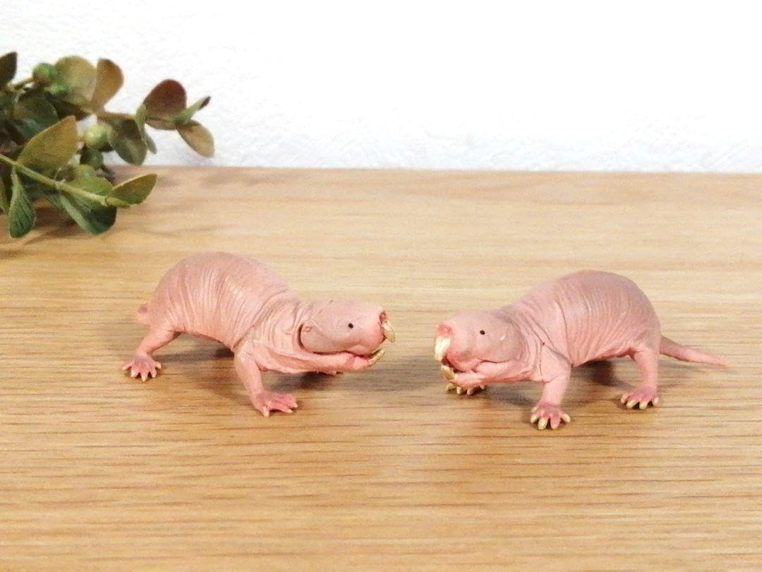 もうこやま デバネズミ他 Amazon.co.jp: ハダカデバネズミ 2匹 : おもちゃ