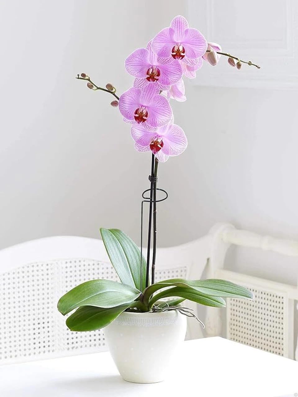 Plant Support Stakes for Climbing Plants 17 inch Iron Plant Stake Support Wire, Rust-Proof Plant Support Rods for Indoor & Outdoor Gardening-image-31