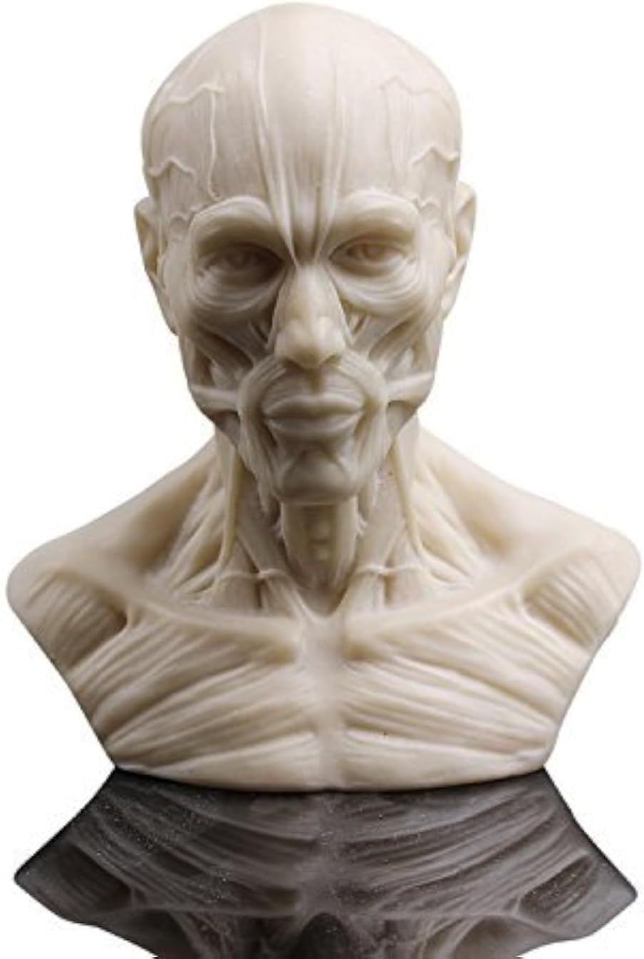 Human Bust Sculpture Statue Resin Sketch Draw Plaster Cast Artist Model Decor