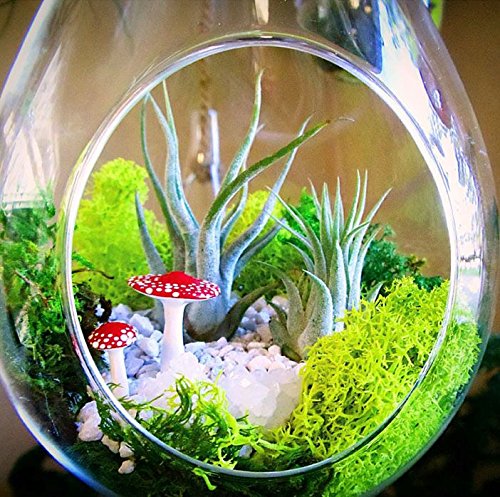 The Drunken Gnome Air Plants – Scaposa Small – 5 Pack - Air Purifying Flowering Tillandsia For Terrarium, Fairy Garden Starter Kit, Home Office, Indoor Outdoor, Corporate Gift (5 Pack, Small - 1-2") #TOP4