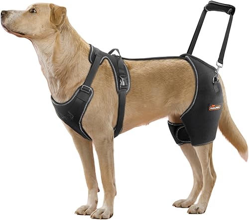 Miniatura 1 de CHAMIN Soporte de cadera para perro con diseño de mano en la espalda, soporte para displasia de cadera, artritis, cojera de pierna trasera, reduce