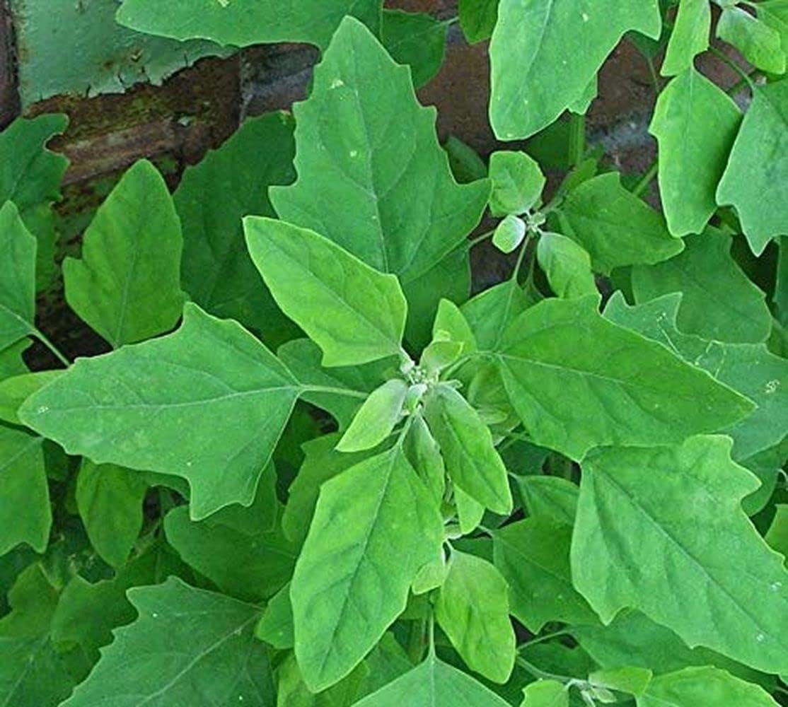 Flare Seeds Bathua Saag Vegetable Seeds Pack Of 280 Seeds