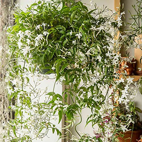 25pcs Hanging Jasmine Flower Seeds