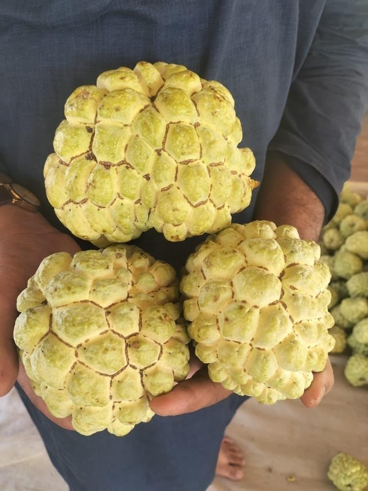 See full amazon price history chart for GOLDEN BLOOM Special & Rare Sweet Yellow/Golden Rollinia Delicosa Plant/Yellow Custard Golden Apple Plant (GRAFTED) Healthy Live Plant,Fruit After 1 Year GOLDEN BLOOM Special & Rare Sweet Yellow/Golden Rollinia Delicosa Plant/Yellow Custard Golden Apple Plant (GRAFTED) Healthy Live Plant,Fruit After 1 Year (B0CWL5F2NF) Amazon Price History, Amazon Price Tracker