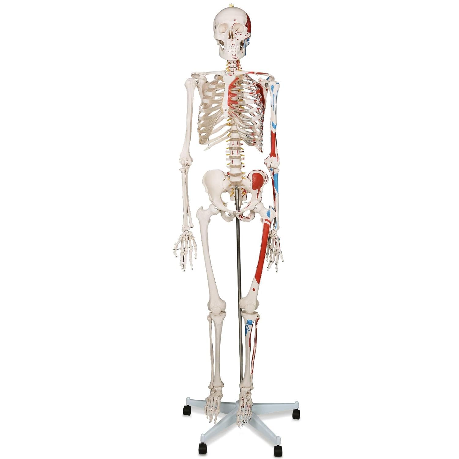 Model szkieletu ludzkiego 180 cm Szkielet anatomiczny naturalnej wielkości ze stojakiem, ruchome, zdejmowane kończyny, szkielet anatomiczny całego ciała