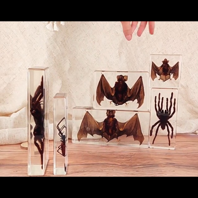 Image of Taxidermy Spiders, 3pcs Real Insect Spider Specimens in Resin for Closer-Look & Study in Safe Healthy Manner, Educational Teaching, Home Office Desk Ornament Paperweight (M Size x3)