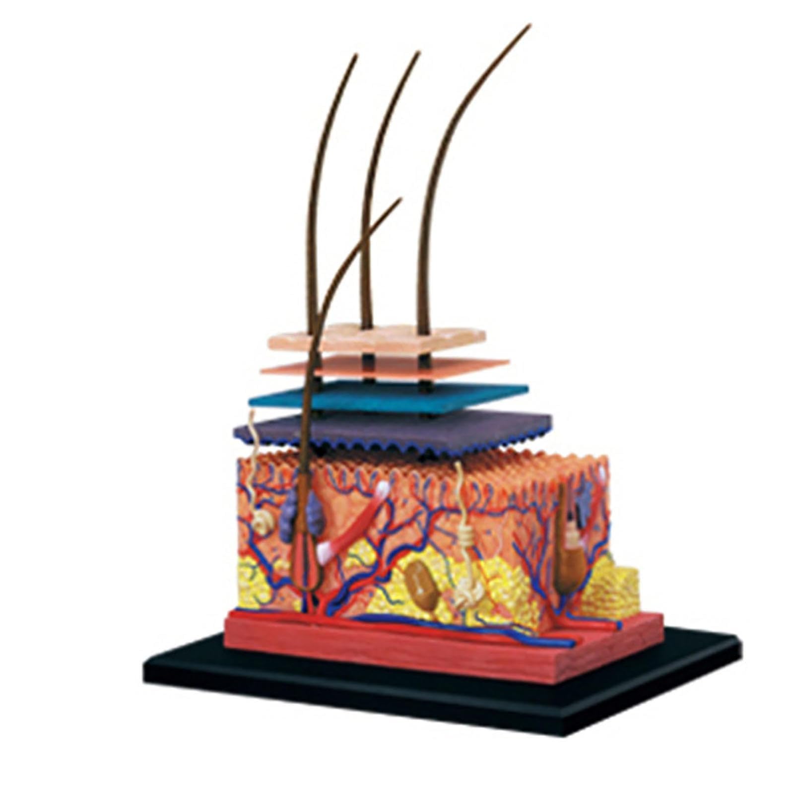 YNIYUJKL 4D Human Skin Model,Hair Organ Anatomy Model,With Removable 19 Parts Skin Tissue Anatomical Teaching Tool For Medical Demonstration