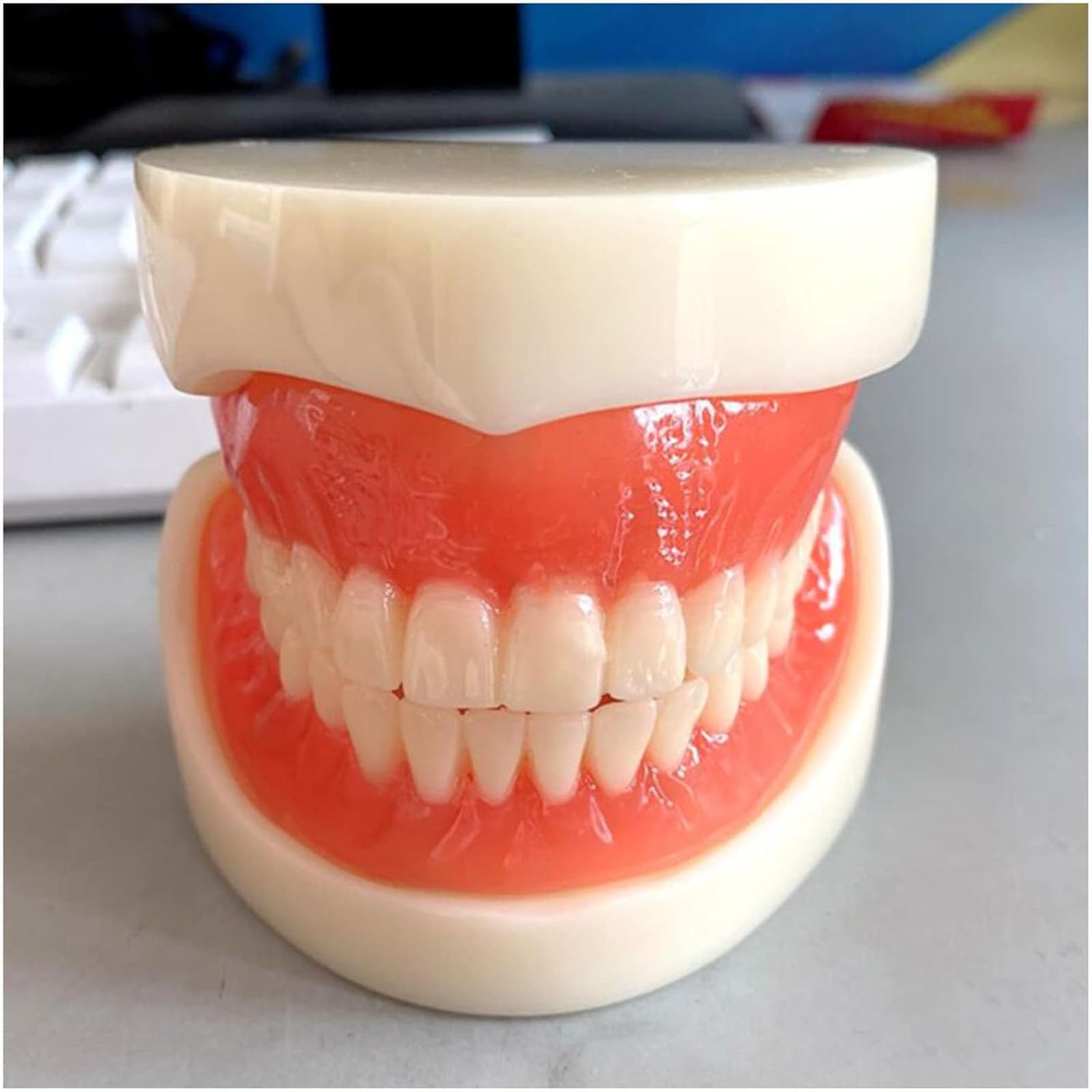 Modello di Protesi Dentale - Modello di Studio Modello di Denti per Impianto Ad Adsorbimento Magnetico per Protesi Completa - Modello Educativo per Denti Dentali - per L'